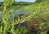 Veronica anagallis-aquatica. Побег с плодами. Архангельская обл., Вельский р-н, окр. пос. Усть-Шоноша, берег р. Вель. 23.07.2011.