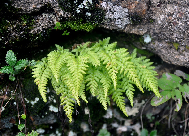 Изображение особи Dennstaedtia hirsuta.