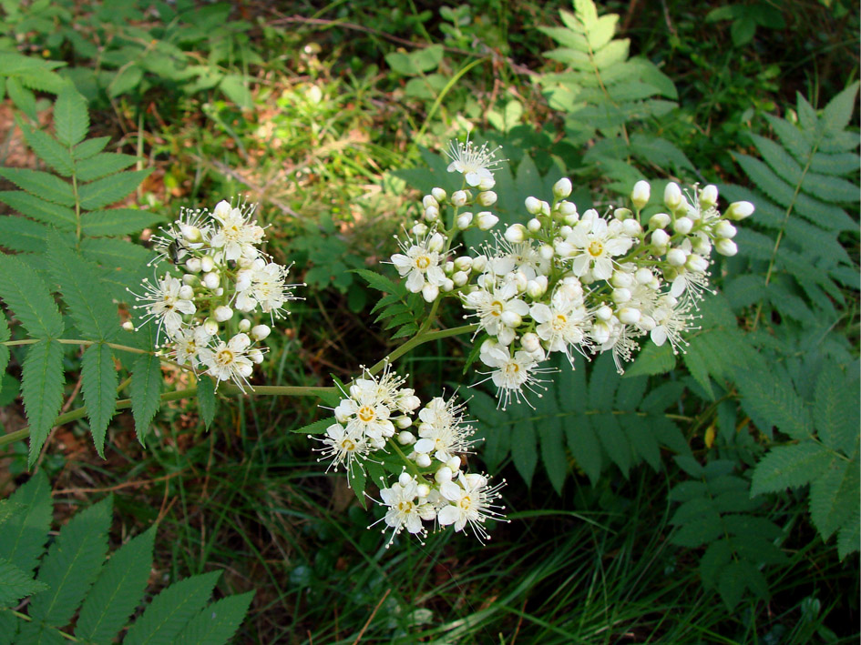 Изображение особи Sorbaria sorbifolia.