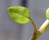 Stellaria neglecta