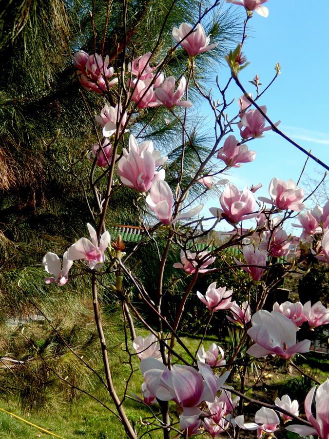 Image of Magnolia &times; soulangeana specimen.