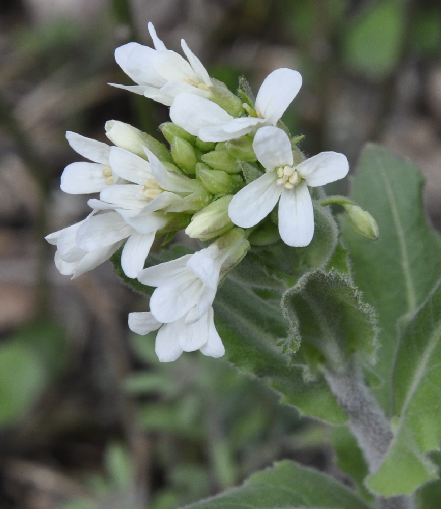 Изображение особи Arabis turrita.