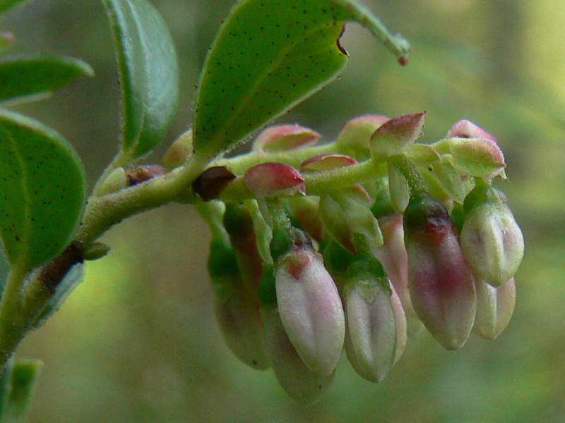 Изображение особи Vaccinium vitis-idaea.