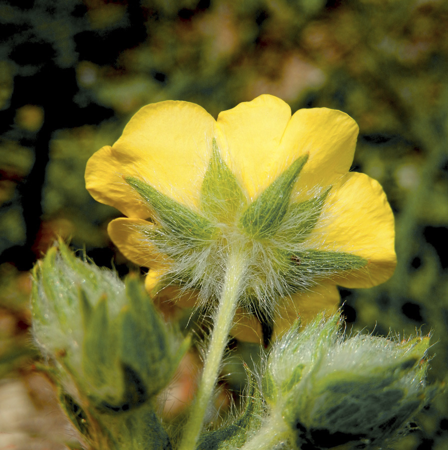 Image of Potentilla taurica specimen.