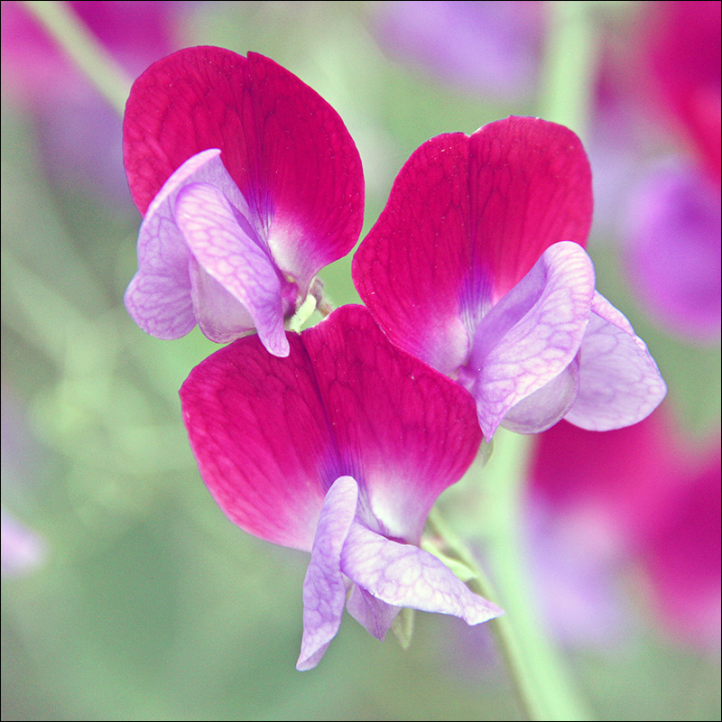 Изображение особи Lathyrus odoratus.