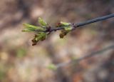 Acer negundo. Верхушка побега с мужскими соцветиями. Пермский край, г. Пермь, Кировский р-н, подлесок в сосновом бору (парк). 23.04.2016.