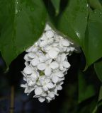 Syringa vulgaris