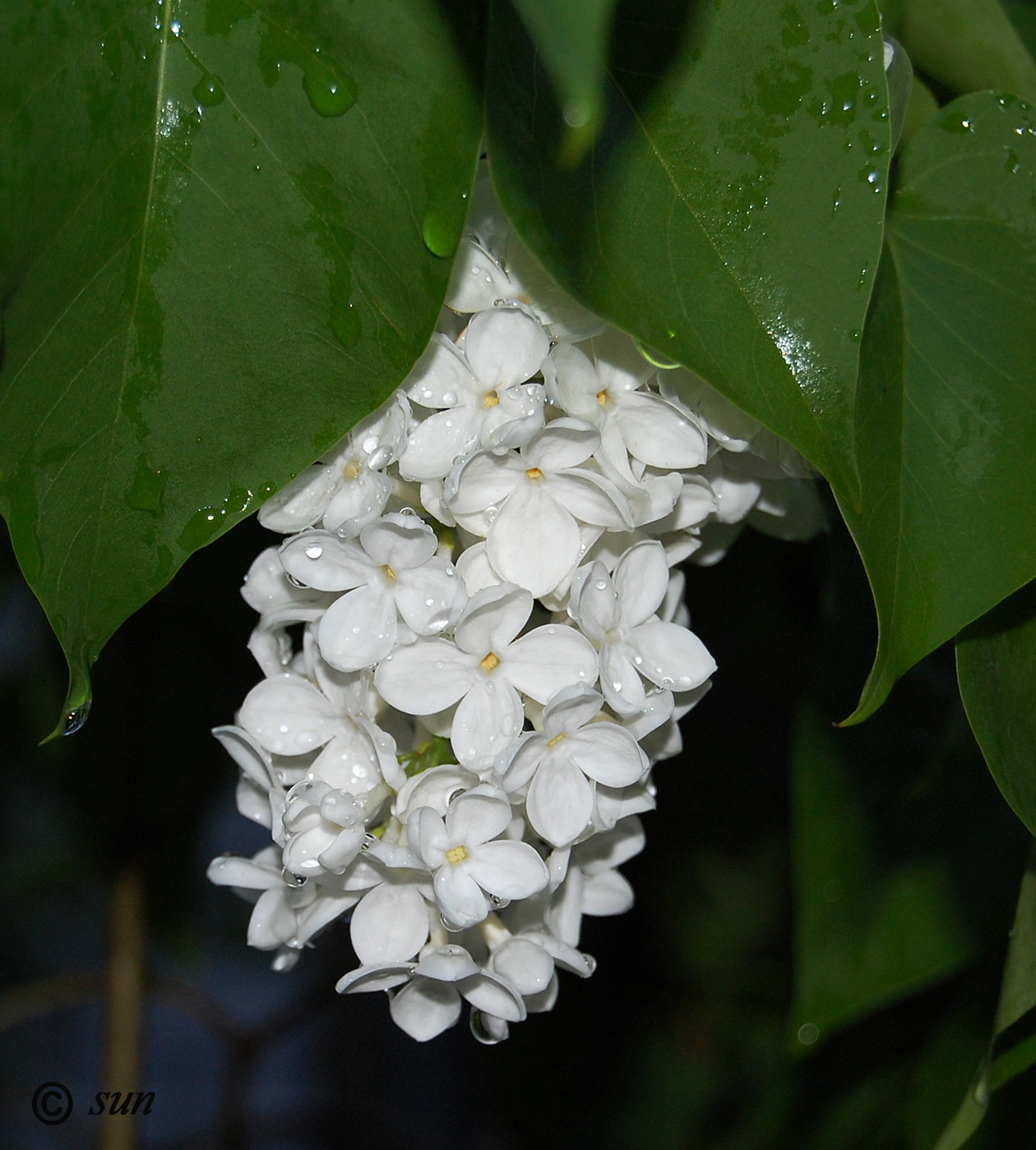 Изображение особи Syringa vulgaris.