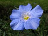 Linum perenne