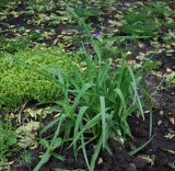 Tradescantia virginiana