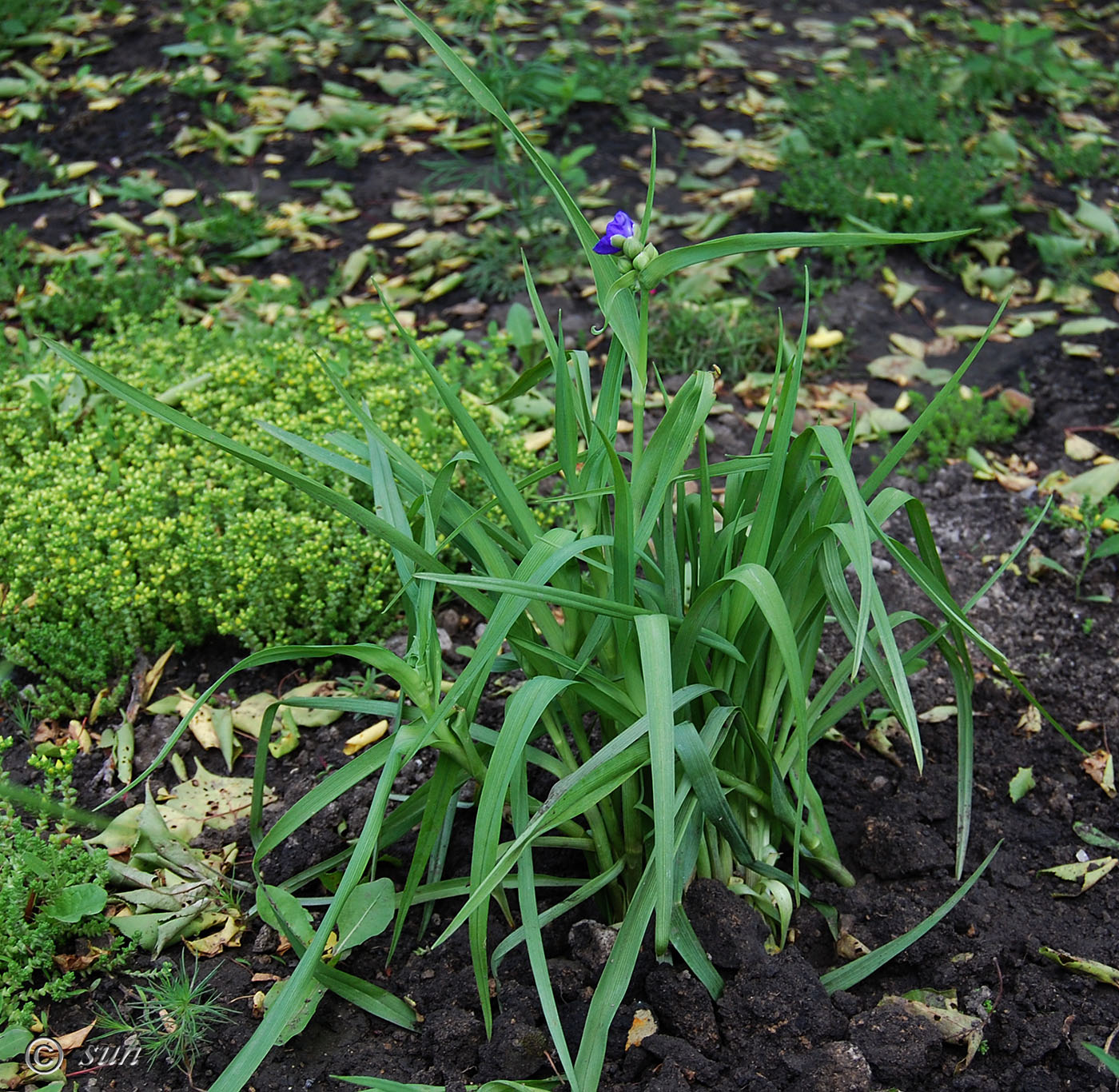 Изображение особи Tradescantia virginiana.