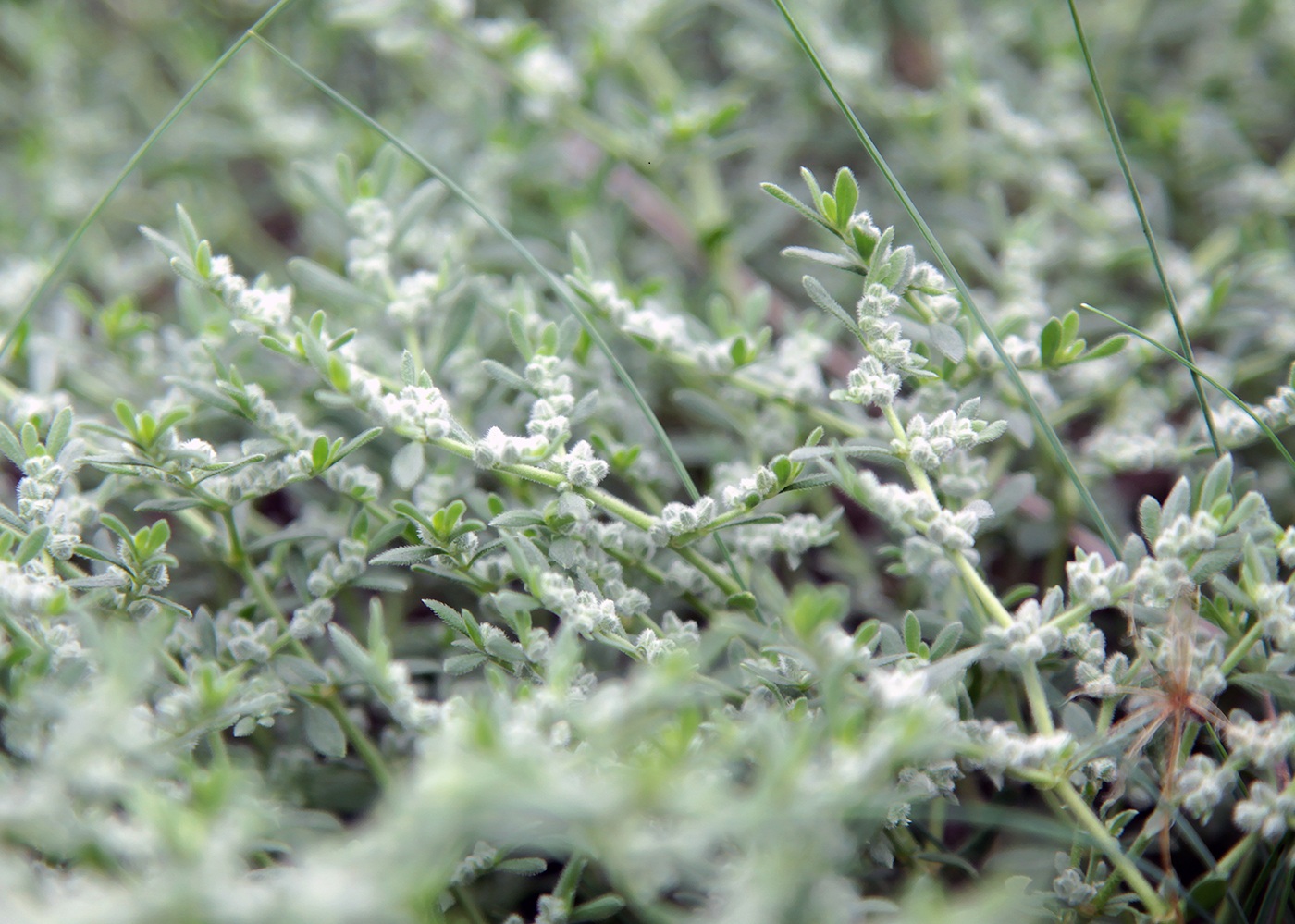 Image of Herniaria incana var. angustifolia specimen.