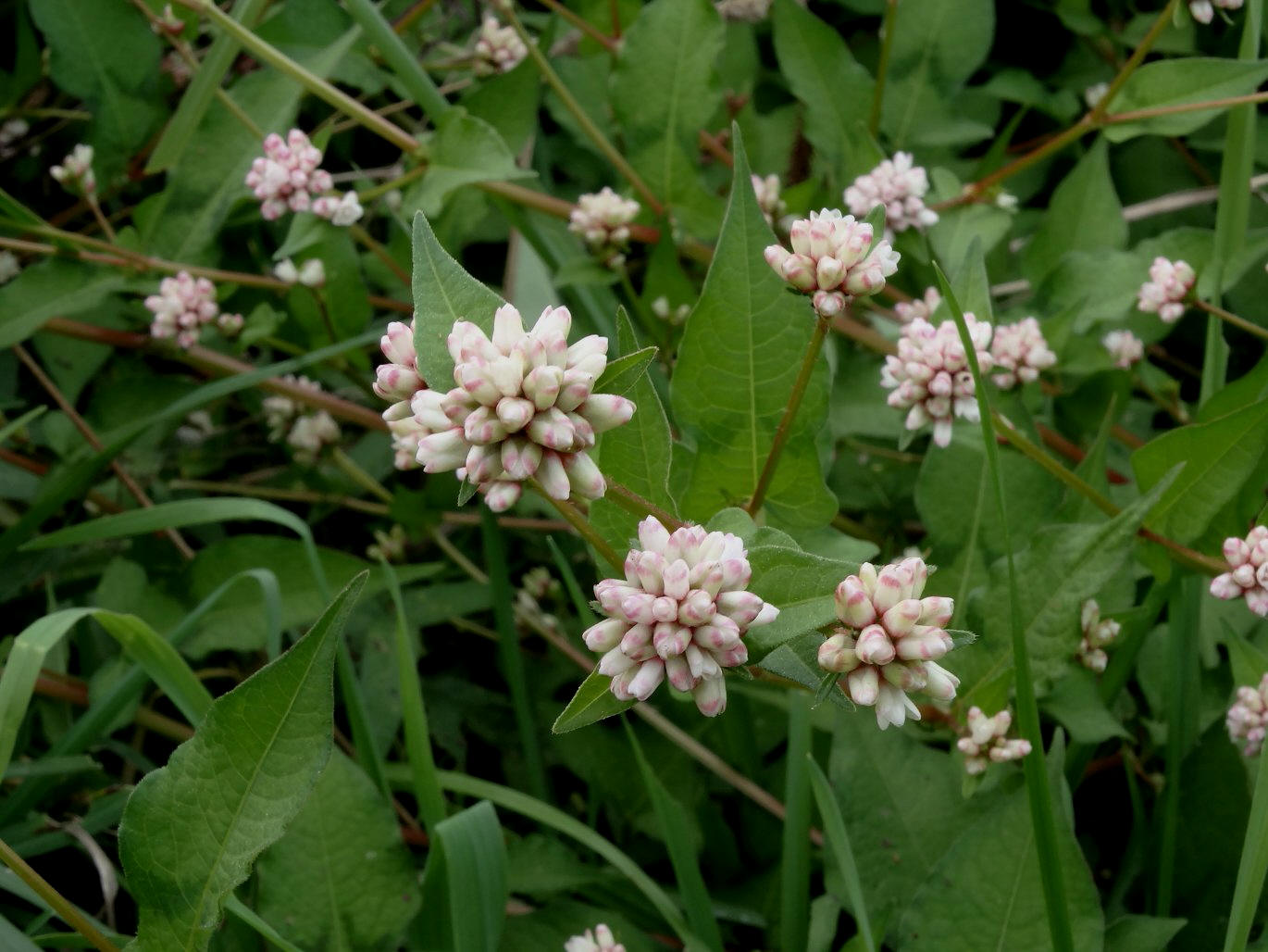 Image of Truellum sagittatum specimen.