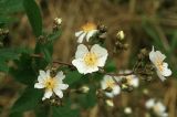 Rosa multiflora