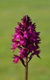 Anacamptis pyramidalis