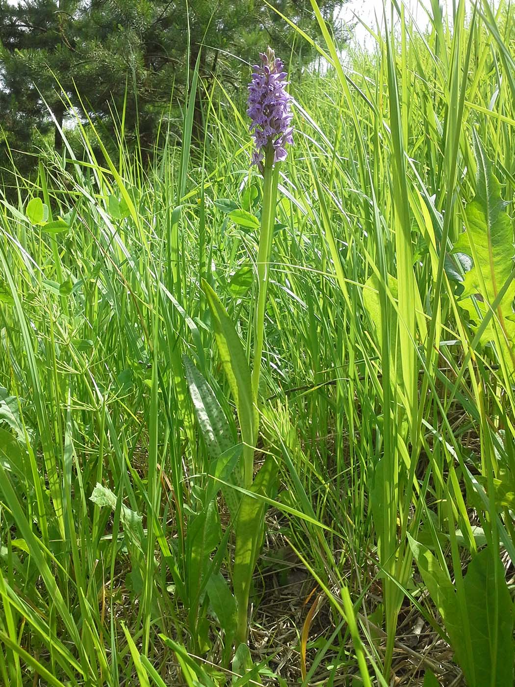 Image of Dactylorhiza baltica specimen.