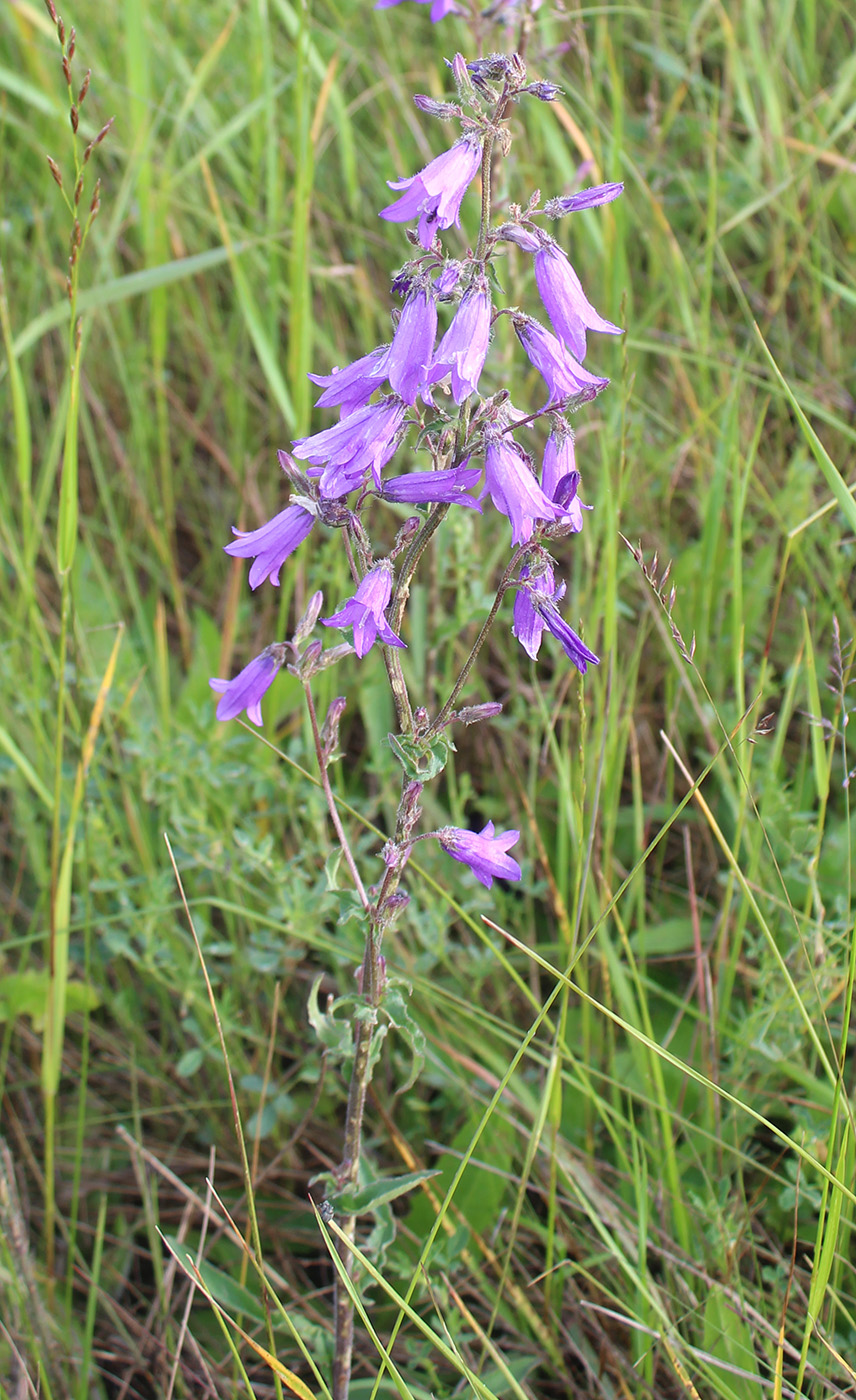 Image of Campanula sibirica specimen.