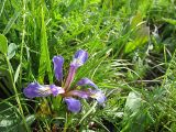 Iris pontica