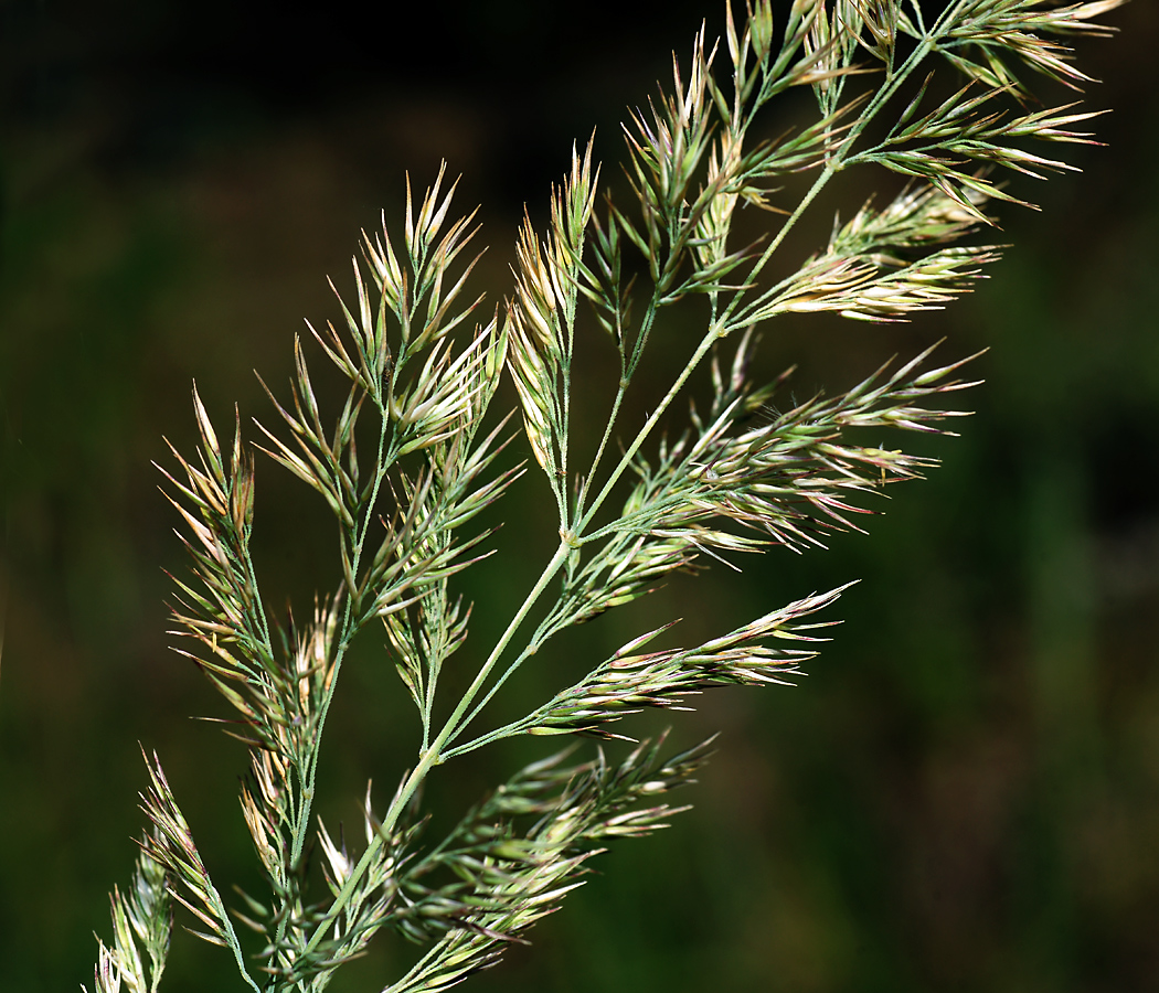 Изображение особи Calamagrostis epigeios.