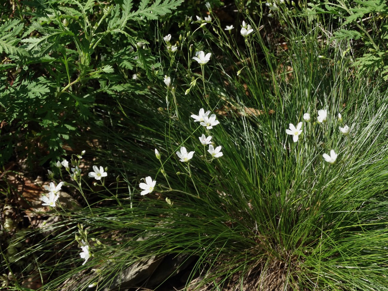 Image of Eremogone juncea specimen.