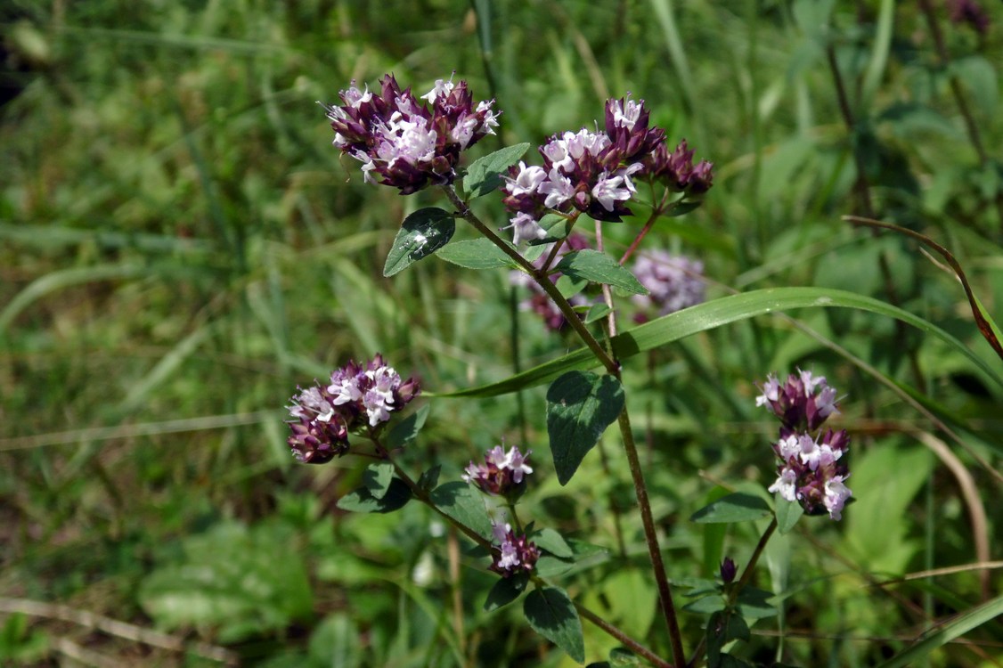 Image of Origanum vulgare specimen.