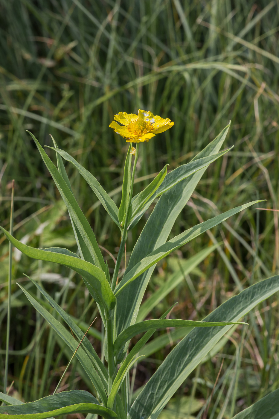 Image of Ranunculus lingua specimen.