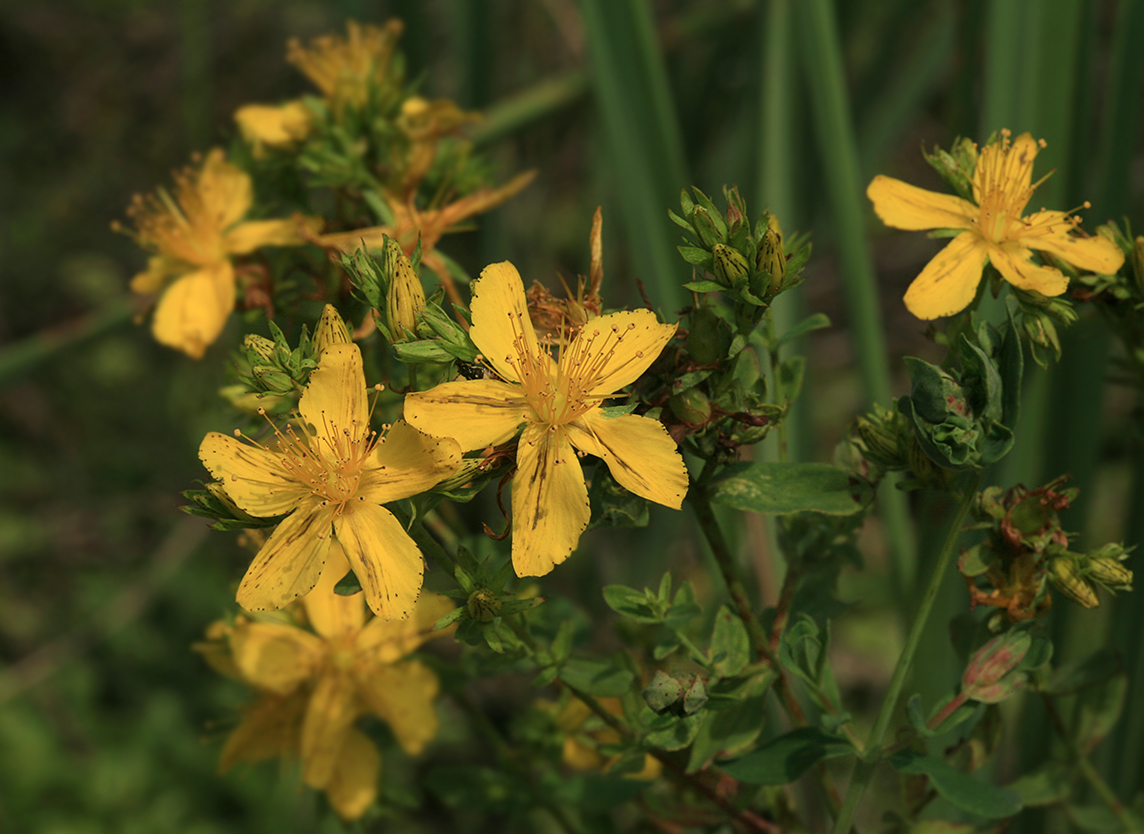 Изображение особи Hypericum perforatum.