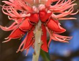 Erythrina abyssinica