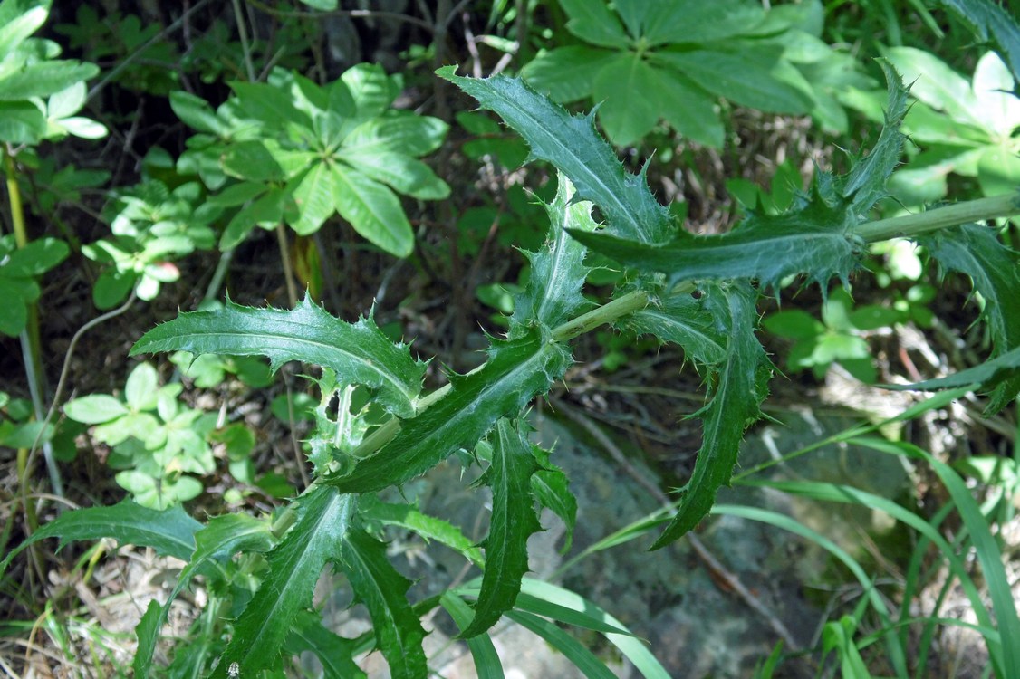 Image of Carlina biebersteinii specimen.