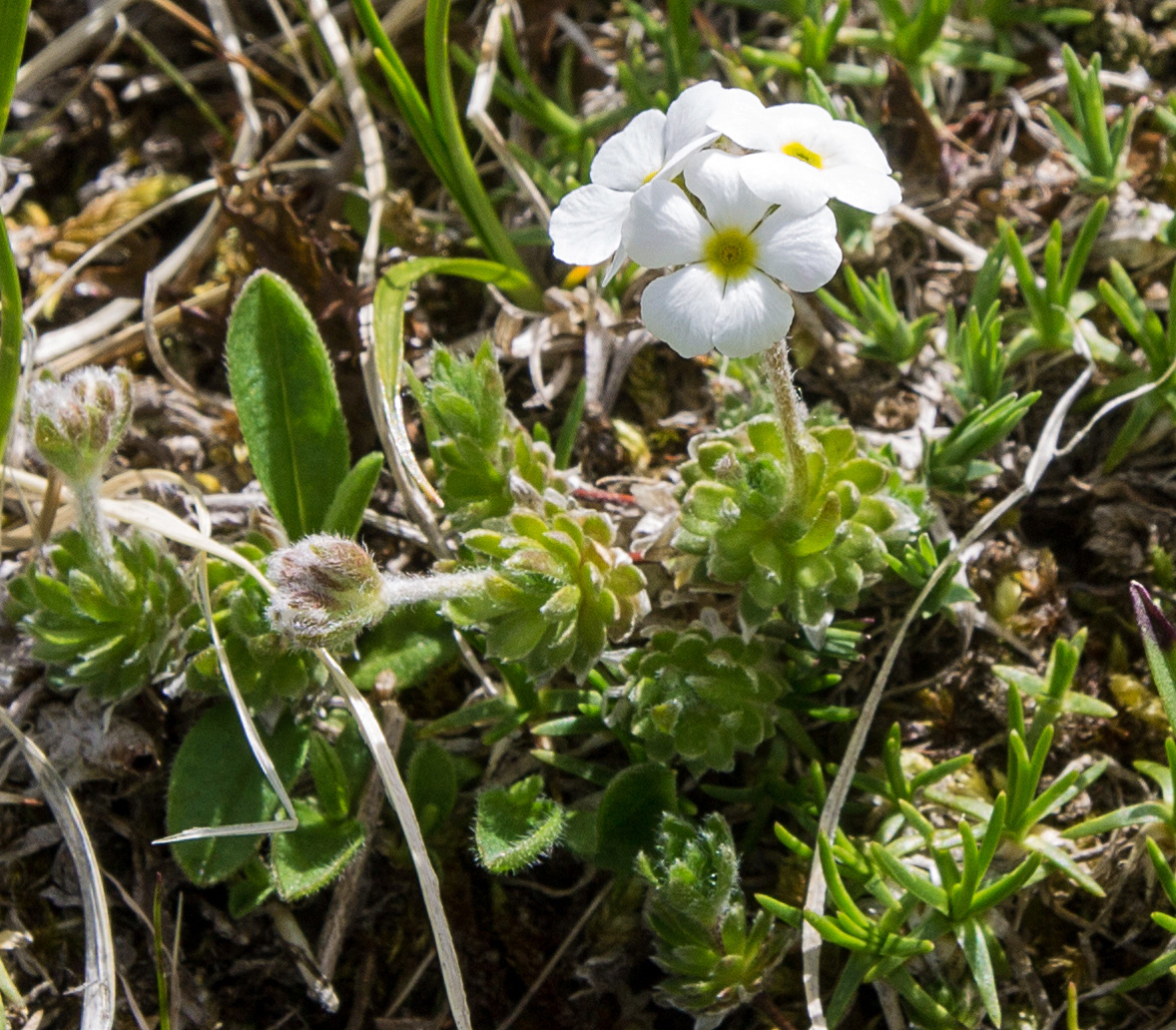 Image of Androsace barbulata specimen.