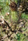 Cirsium vulgare. Отцветшее соцветие. Московская обл., г. Электрогорск, пустырь у дороги. 03.09.2016.