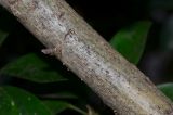 Heptapleurum arboricola