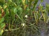 Calla palustris. Плодоносящие с невызревшими соплодиями растения. Амурская обл., Бурейский р-н, окр. с. Виноградовка, р. Асташиха. 25.07.2016.