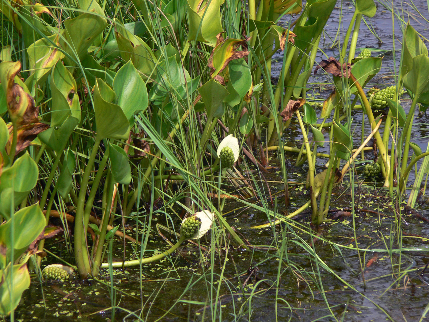 Изображение особи Calla palustris.