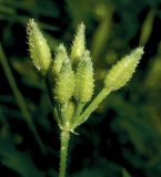 Physocaulis nodosus