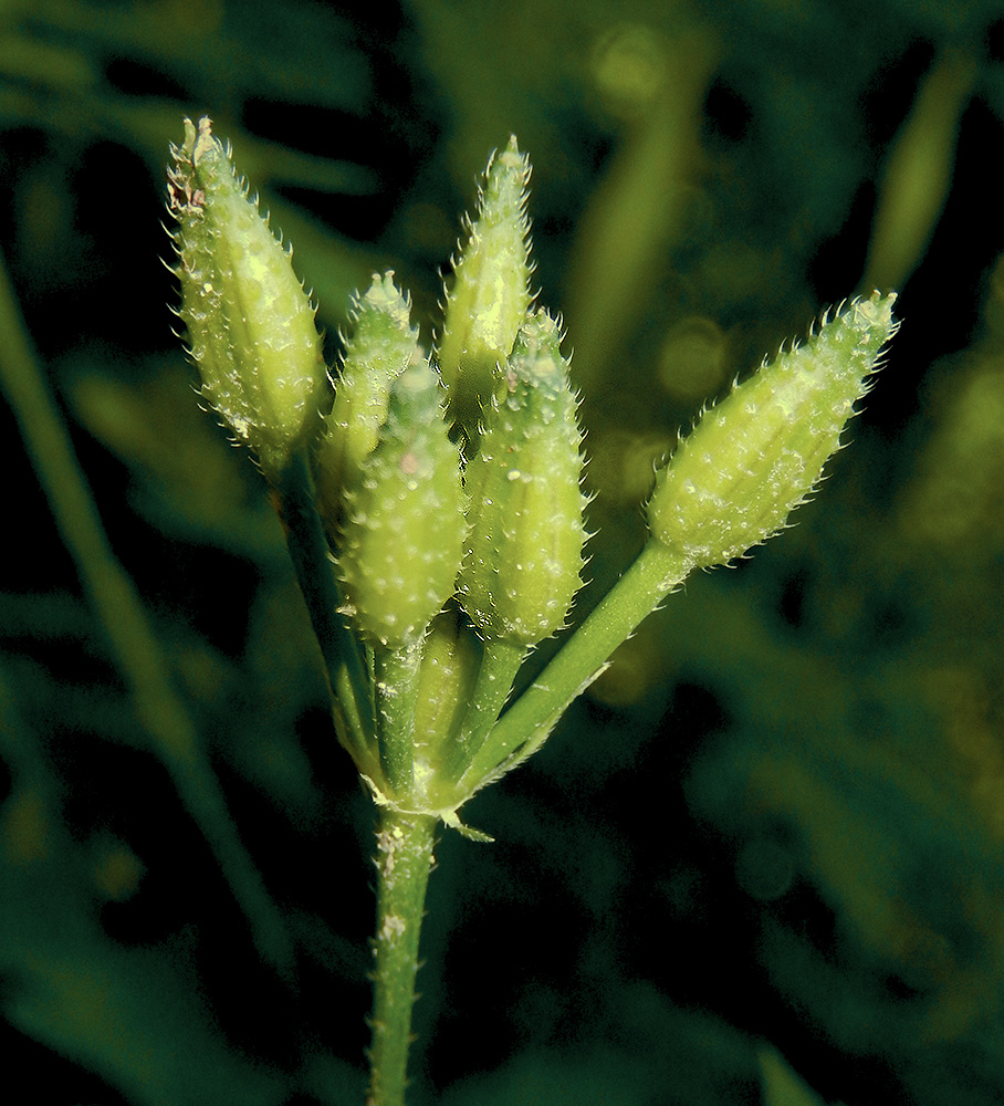 Image of Physocaulis nodosus specimen.