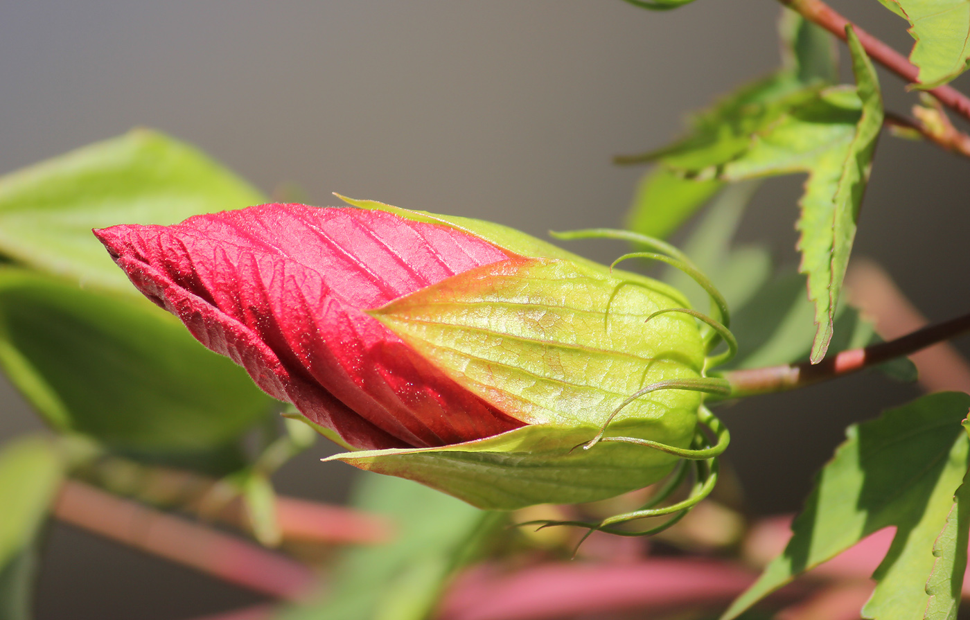 Изображение особи Hibiscus coccineus.