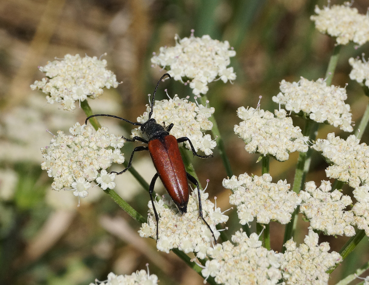 Image of Seseli libanotis specimen.