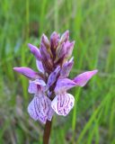 Dactylorhiza maculata. Соцветие. Коми, Печора, Печорский лесокомбинат, заплывший и заболоченный кювет вдоль насыпи узкоколейки. 29.06.2013.