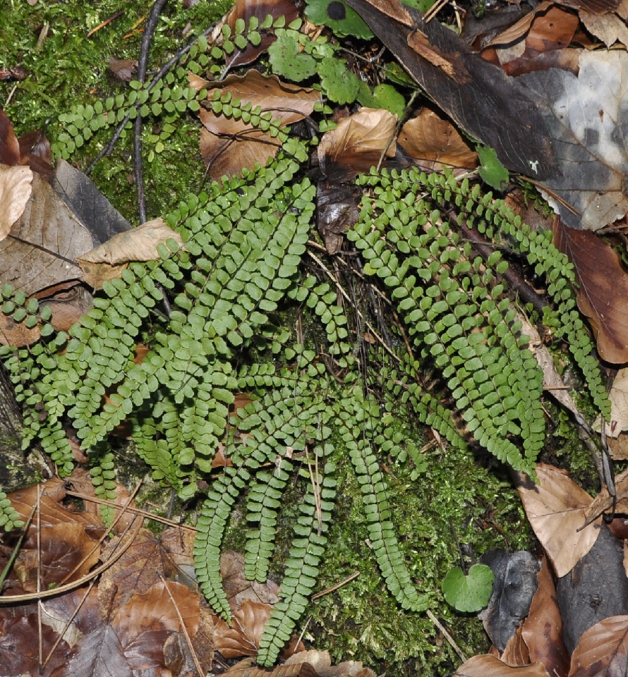Изображение особи Asplenium trichomanes.