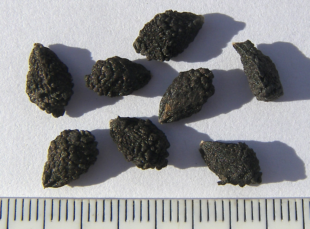 Image of Proboscidea louisiana specimen.