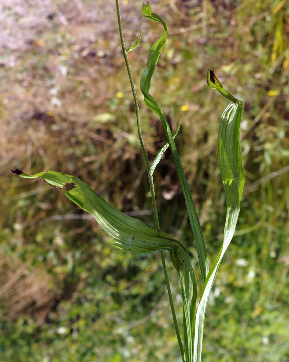 Image of Veratrum maackii specimen.