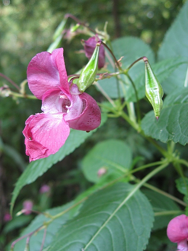 Image of Impatiens glandulifera specimen.