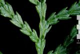 Thuja sutchuenensis