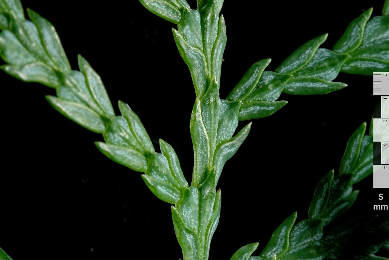 Image of Thuja sutchuenensis specimen.