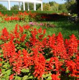 Salvia splendens