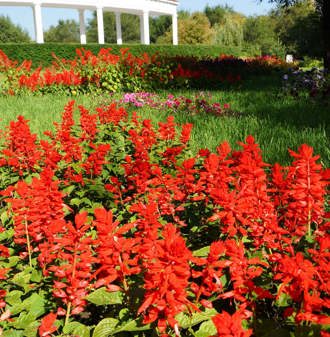 Image of Salvia splendens specimen.