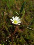 Ranunculus pallasii. Цветок и лист. Магаданская обл., Ольский р-н, Ольское шоссе, сфагновая мочажина в осоково-пущицевой кочкарной тундре. 03.07.2013.