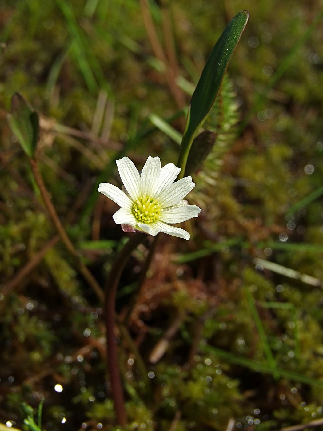 Image of Ranunculus pallasii specimen.