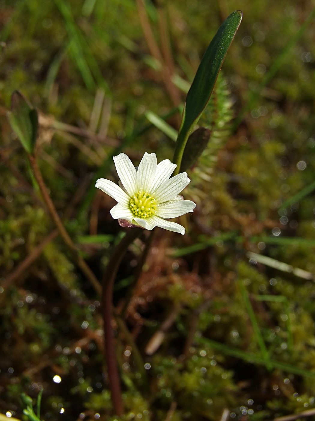 Изображение особи Ranunculus pallasii.